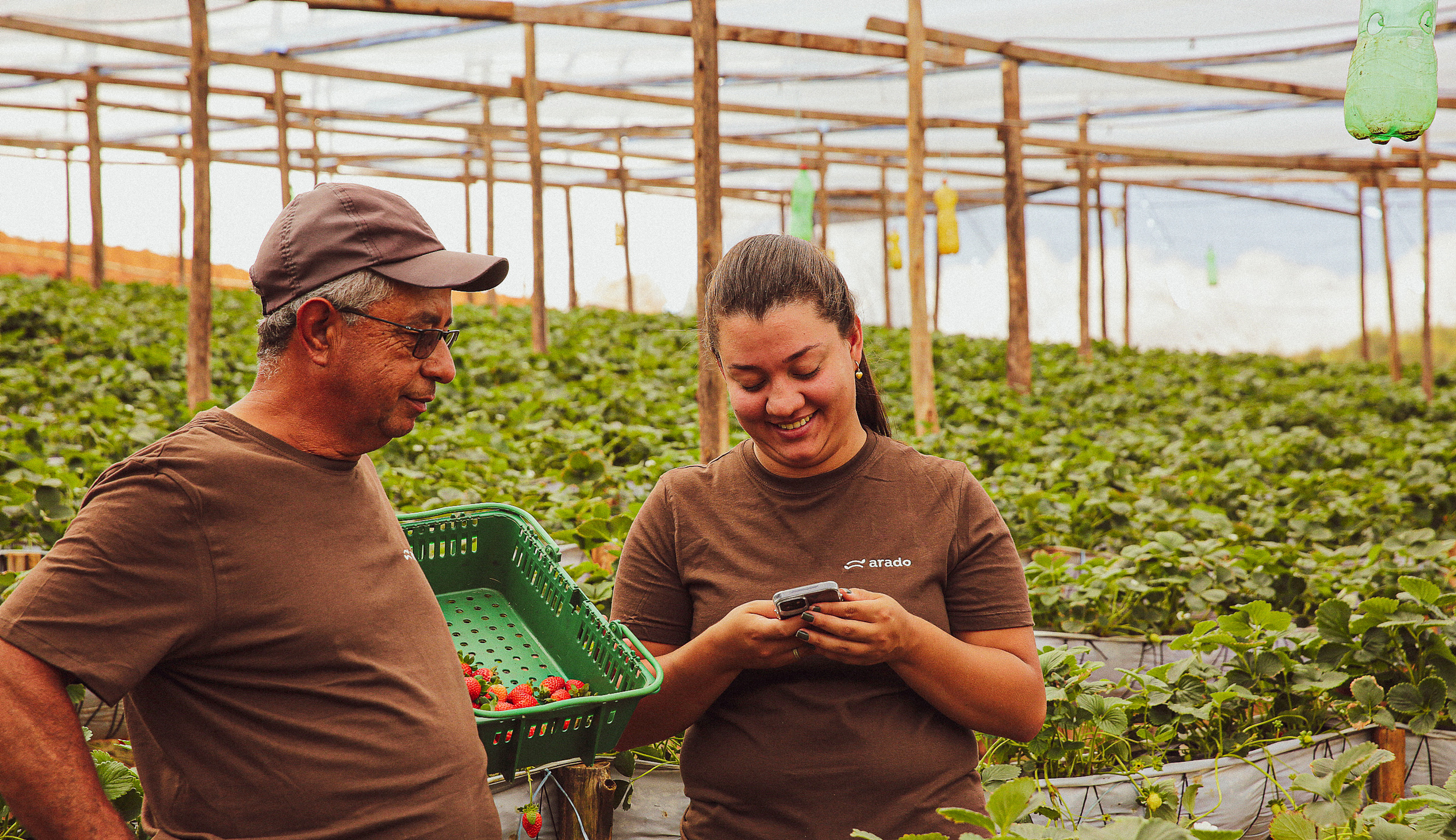 Two strawberry farmers using a cellphone in a field