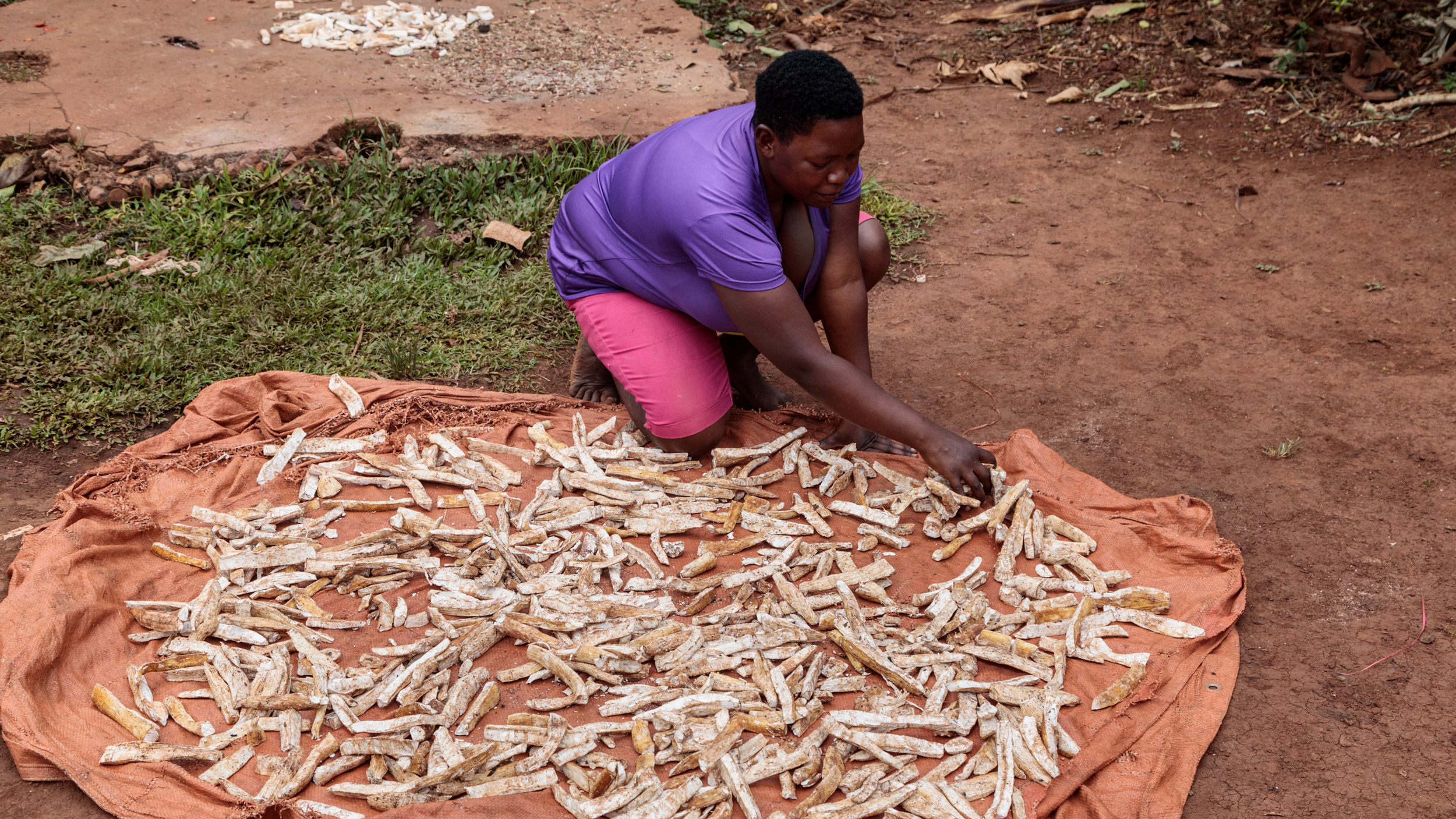 A woman drying cassava