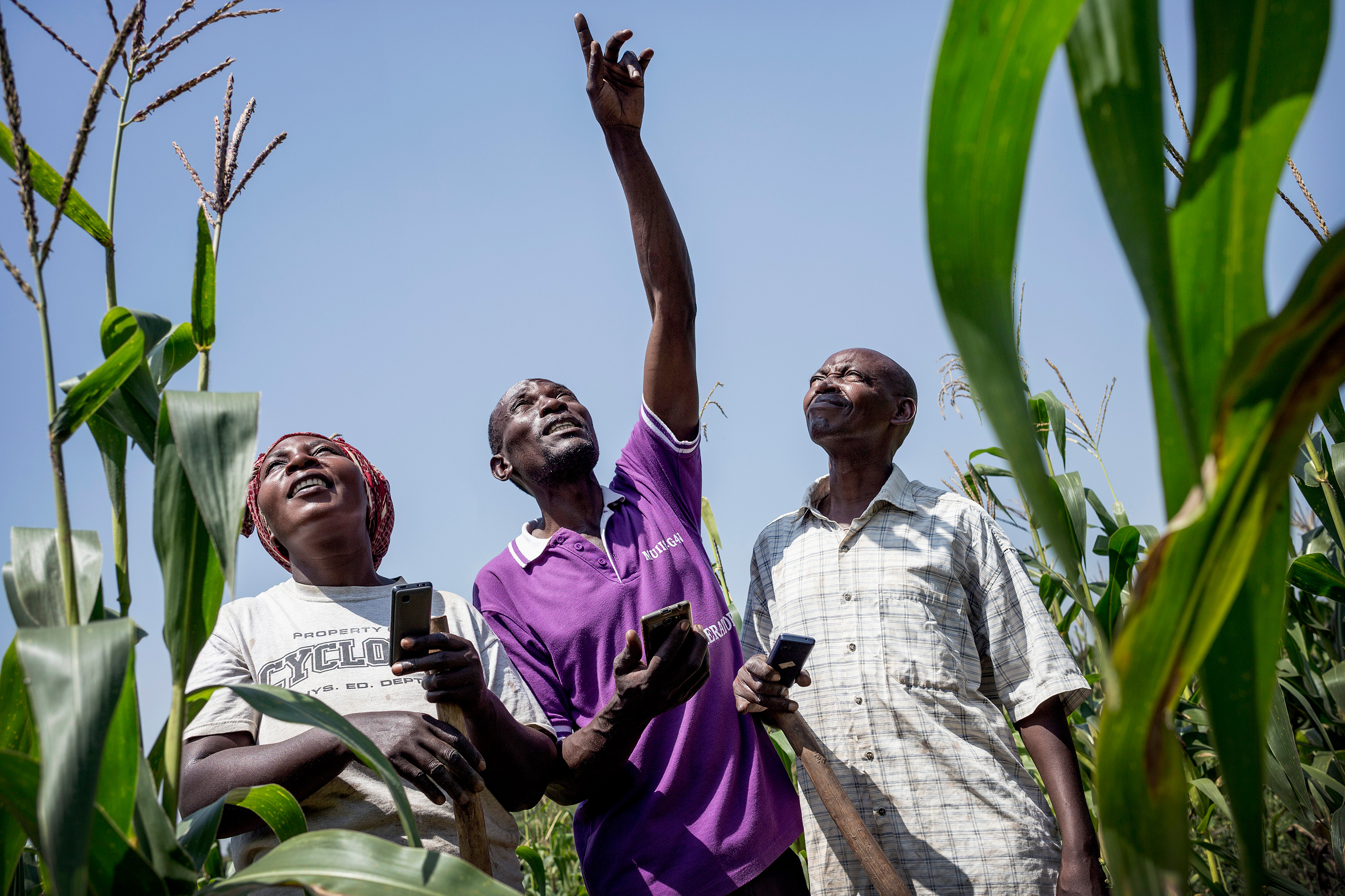Three people stand in a corn field looking at the sky