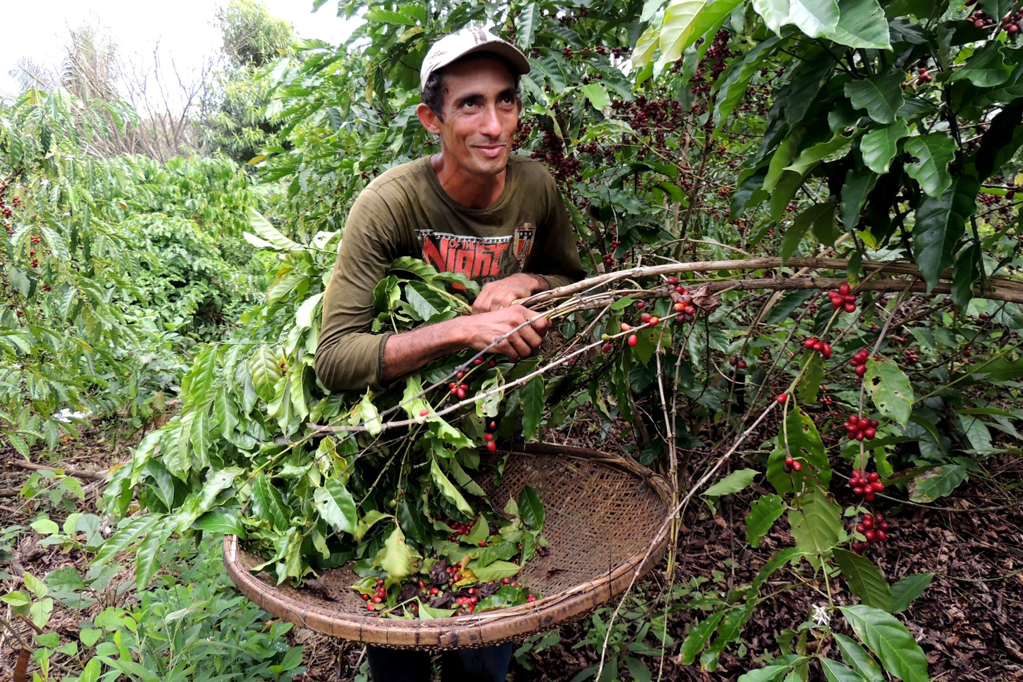 A farmer examines a coffee plant.