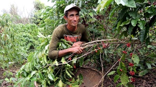 A farmer examines a coffee plant.