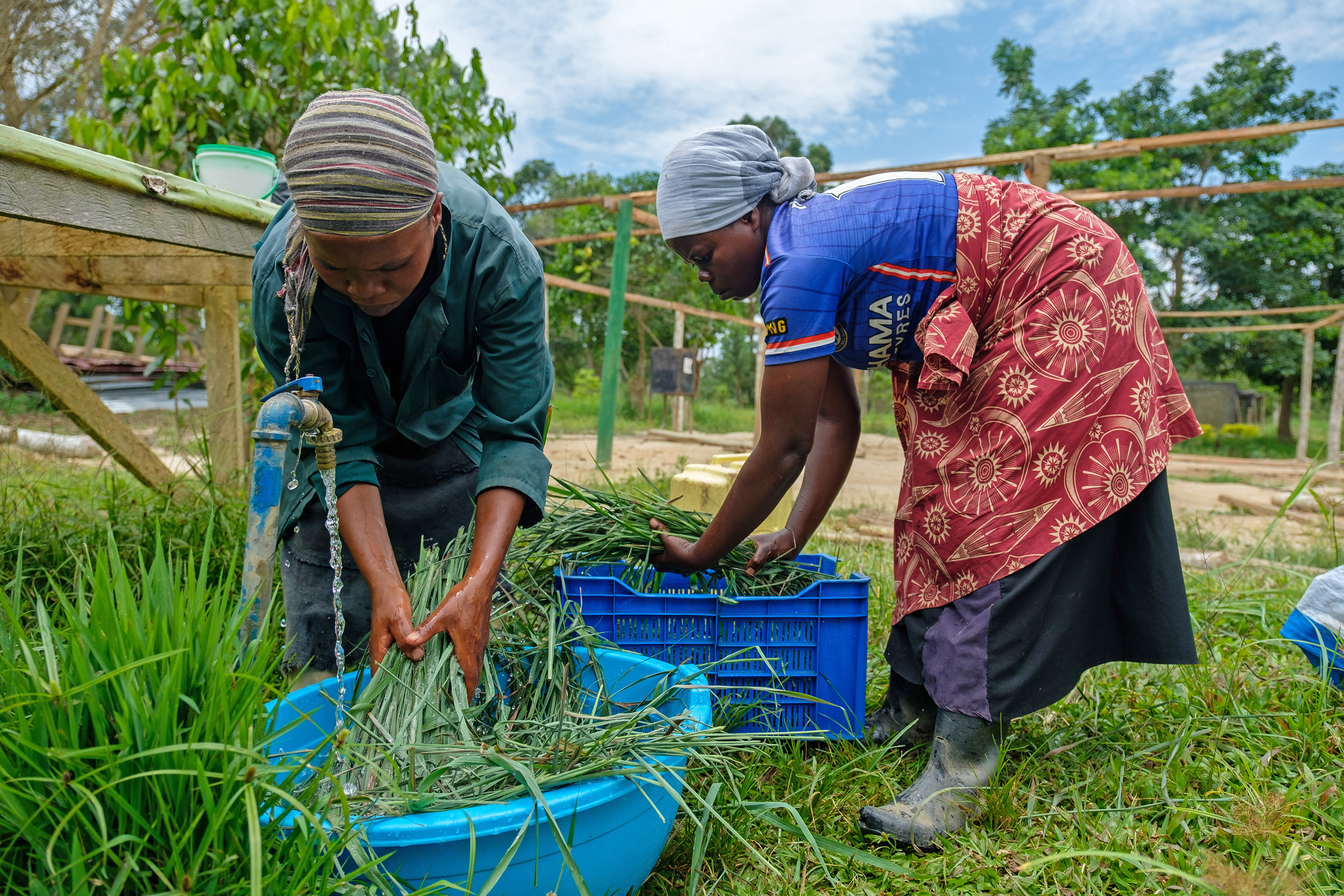 Women wash lemongrass.