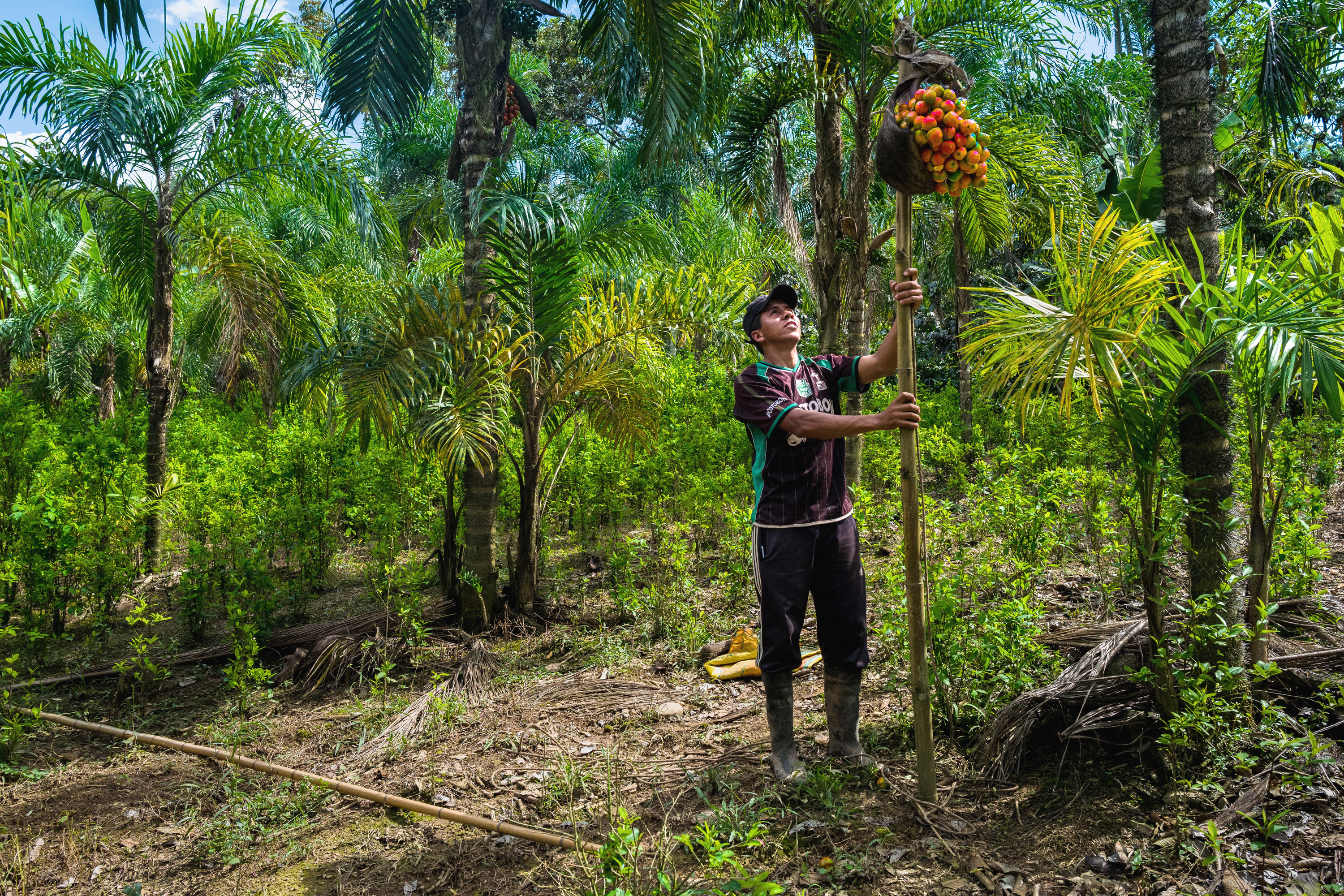 A farmer working in a forest